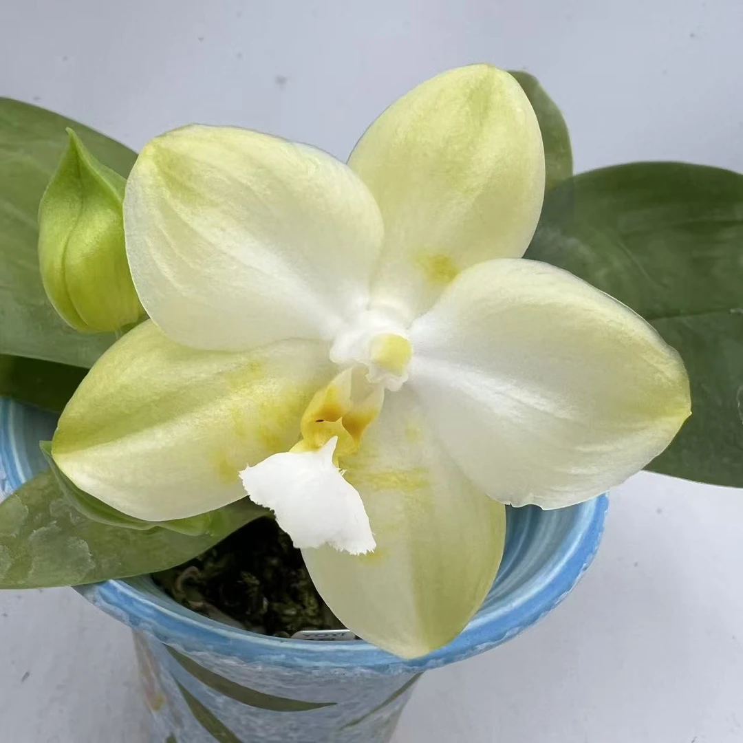 【雅风情歌-白霞】蝴蝶兰室内鲜花绿植送礼亲戚礼物精品观赏种植