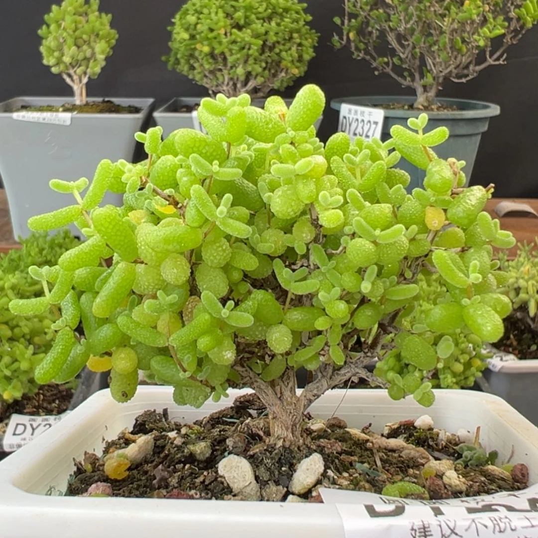 【闪购商品】dy2241金桔糖球冠幅7cm