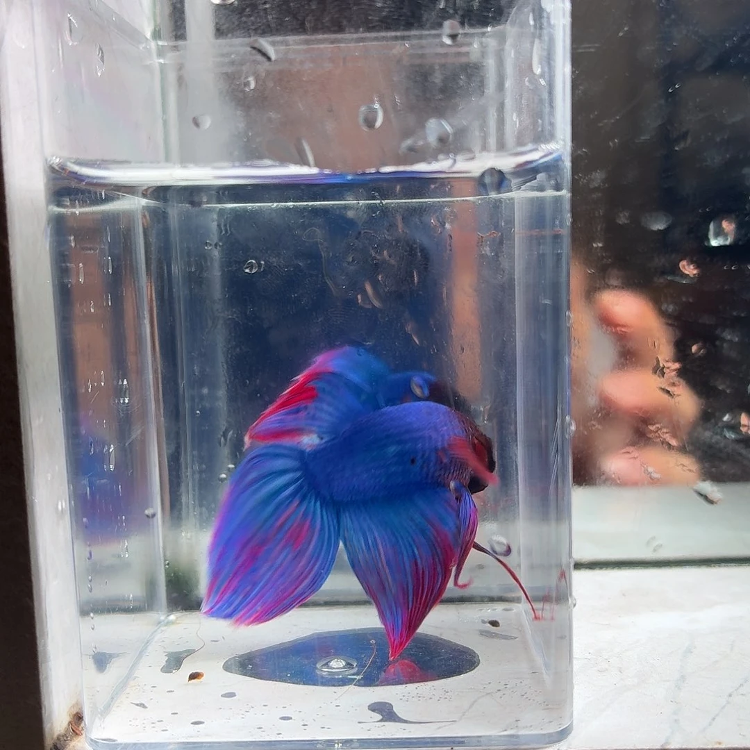 斗鱼泰国斗鱼直播192