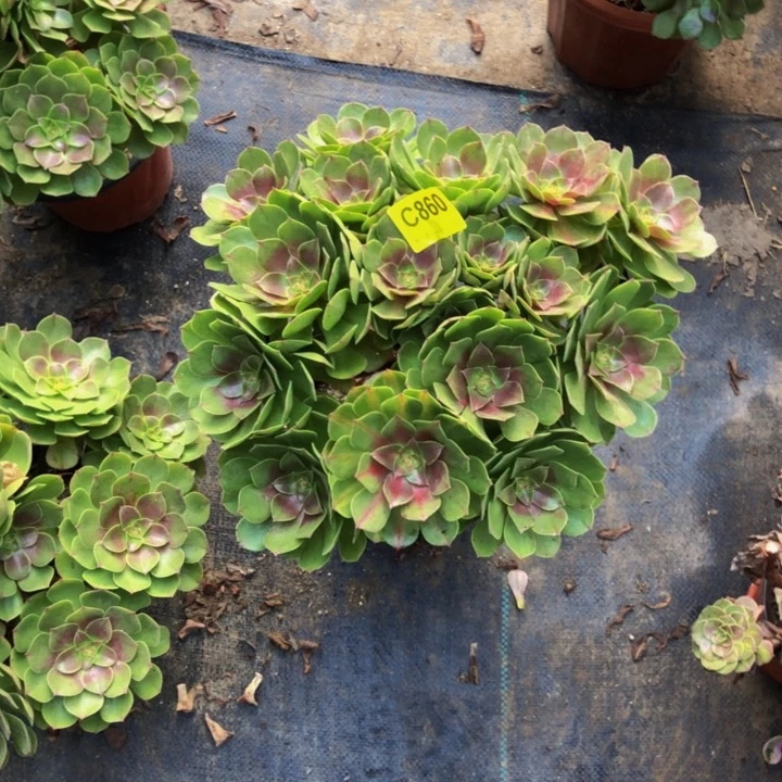 万圣节多肉86000000000