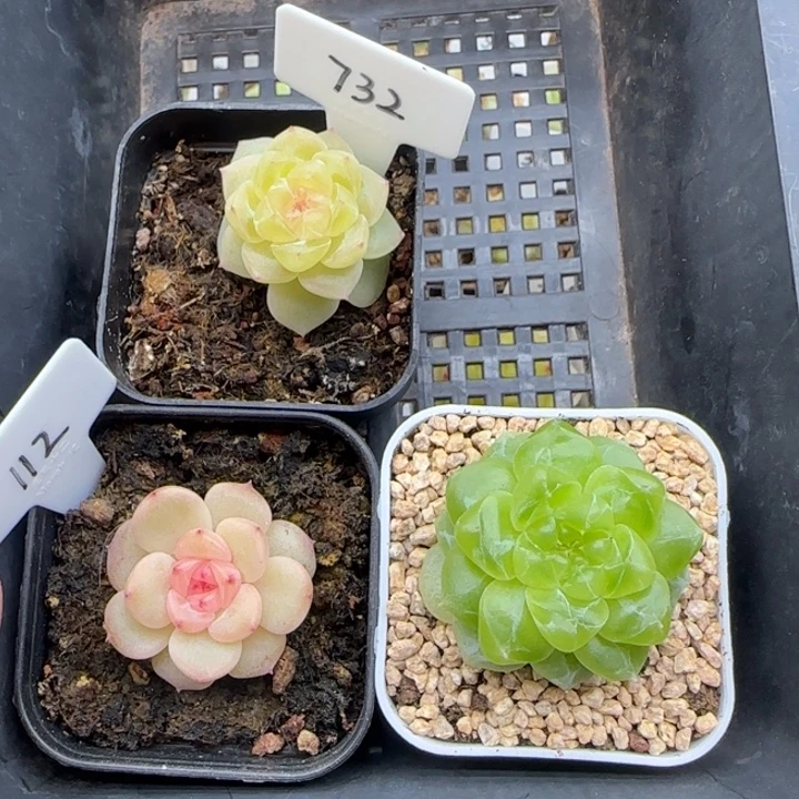 钱***ง3颗框拍晗雨多肉送财富叶子