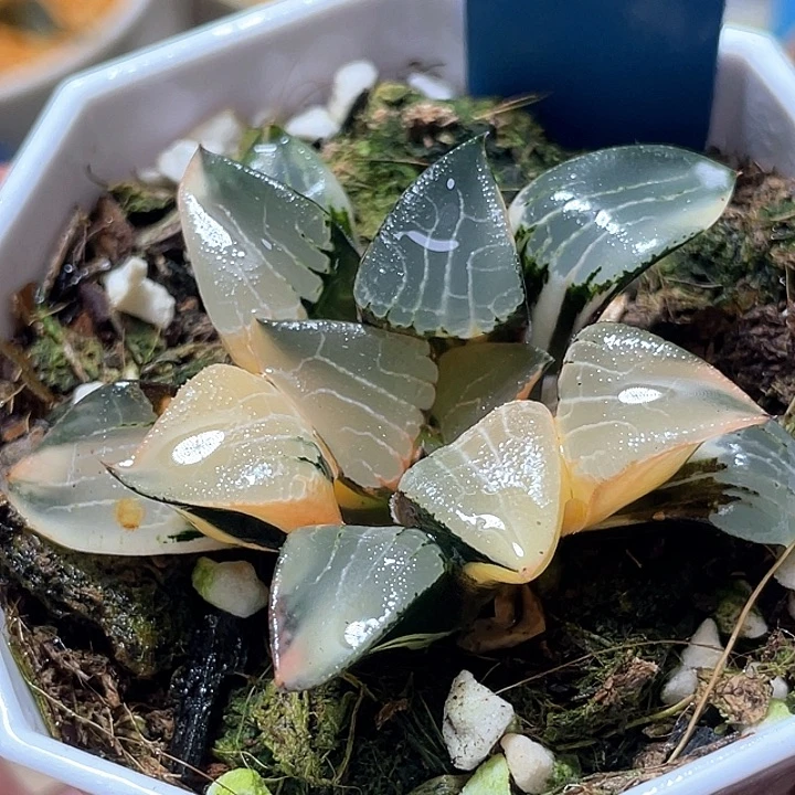 803花影锦特选福利