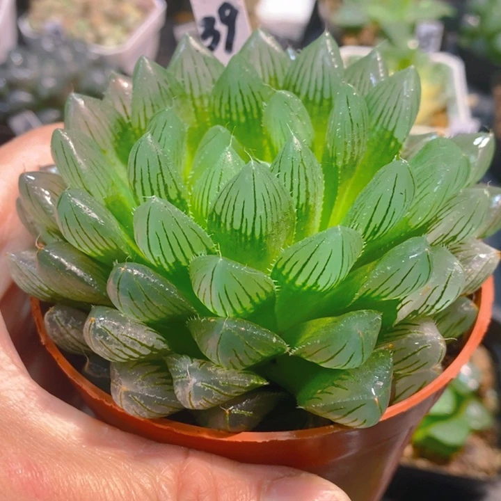 大母本冰川玉露一物一拍