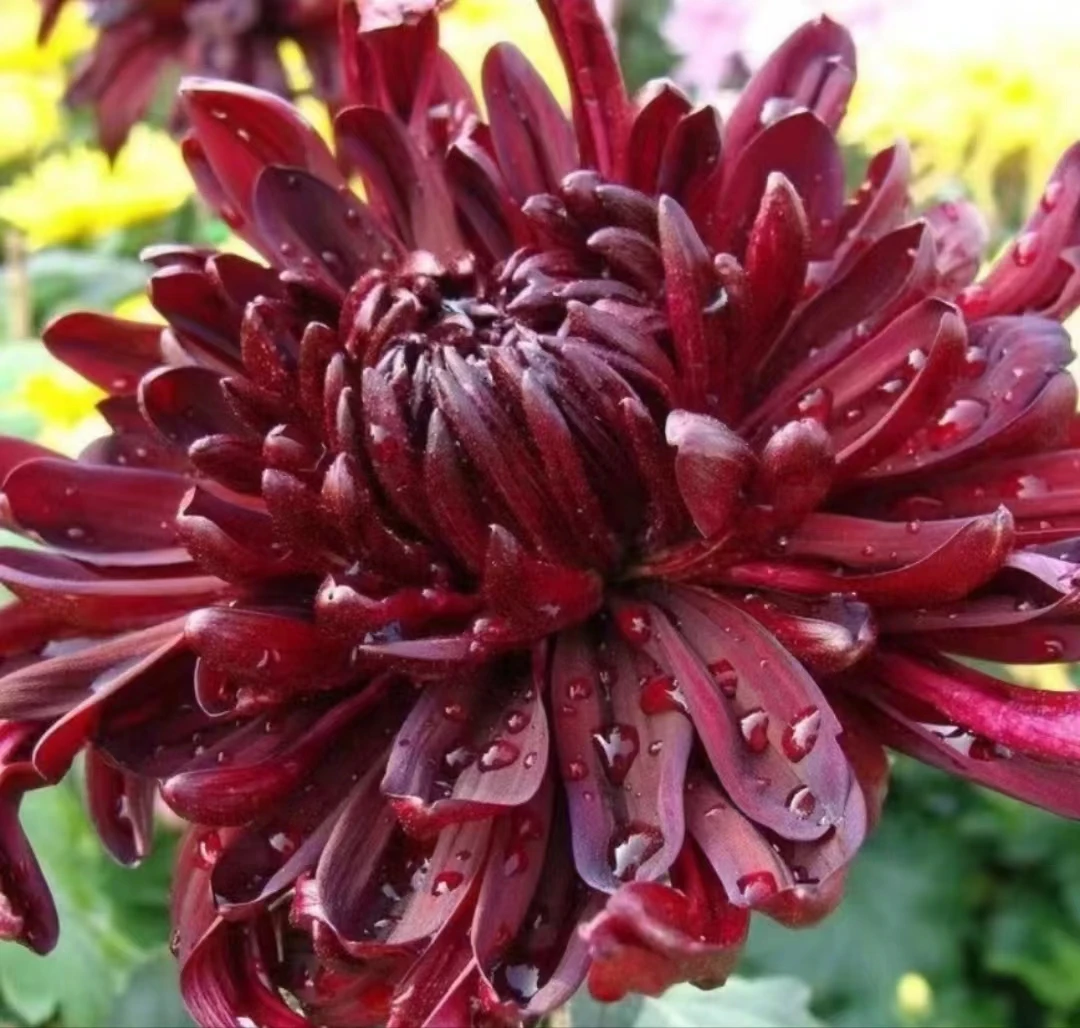 【墨王】秋菊室内外盆栽地载耐寒耐热花卉菊花盆栽稀有大花盆栽菊花