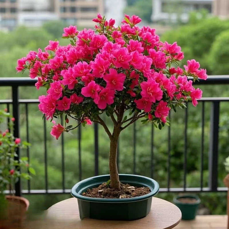 映山红树苗盆景老桩庭院室内外阳台盆栽花卉当年开花好养易活绿植