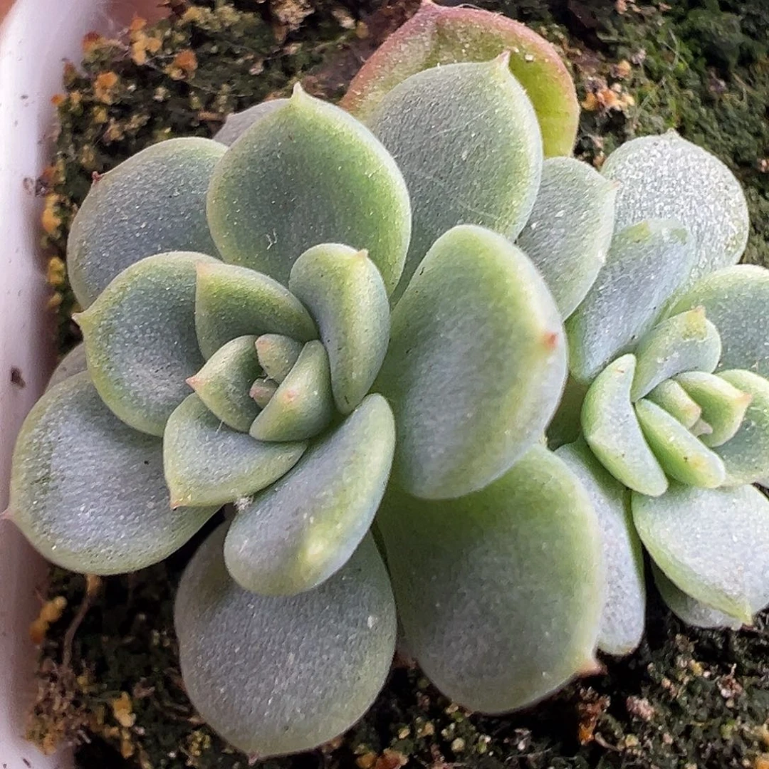 双头秋月一物一拍