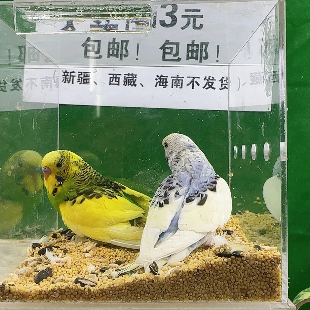 虎皮鹦鹉大头鹦鹉