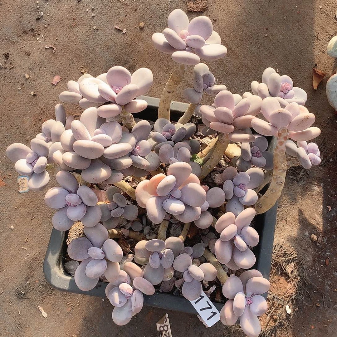 171大叶奶一物一拍多肉