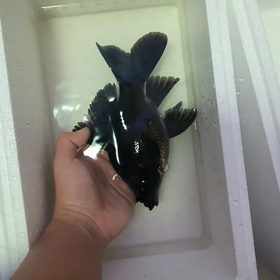 蝴蝶鲤鱼墨蝶大鳍大尾