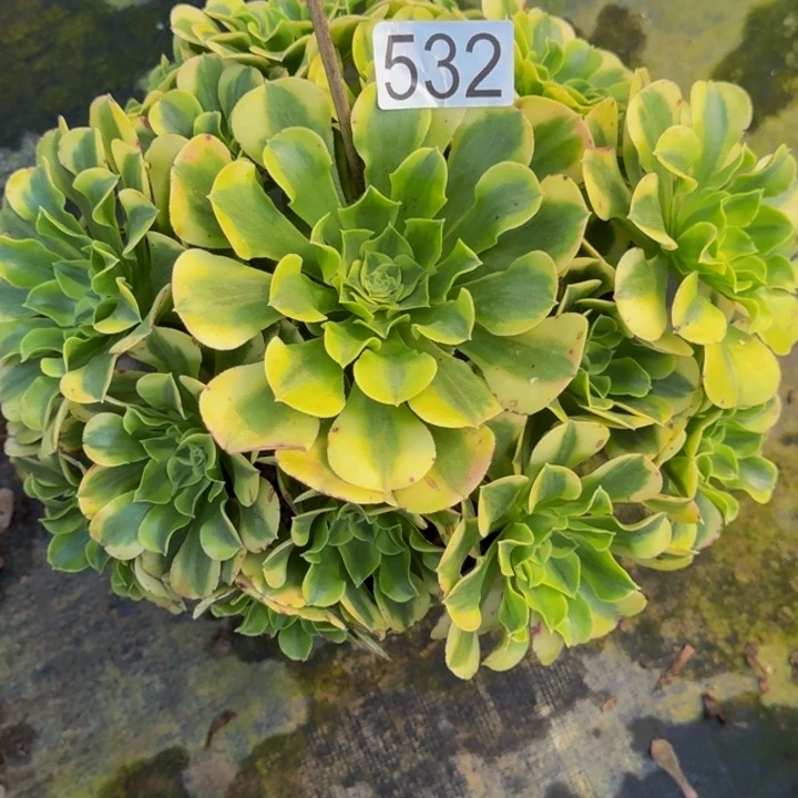 0000000000532绿豆沙