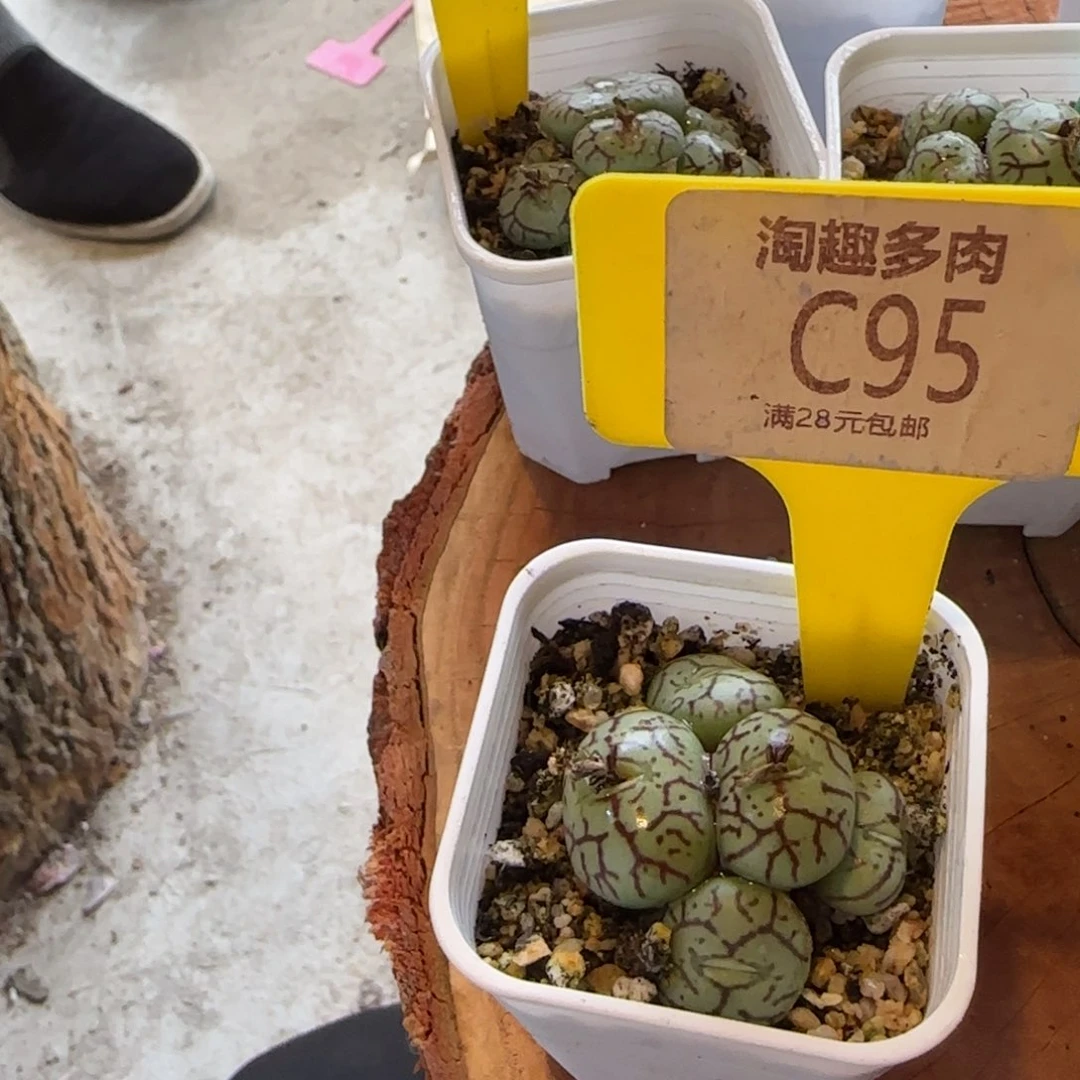 不****～多肉植物猴脸清晰求生