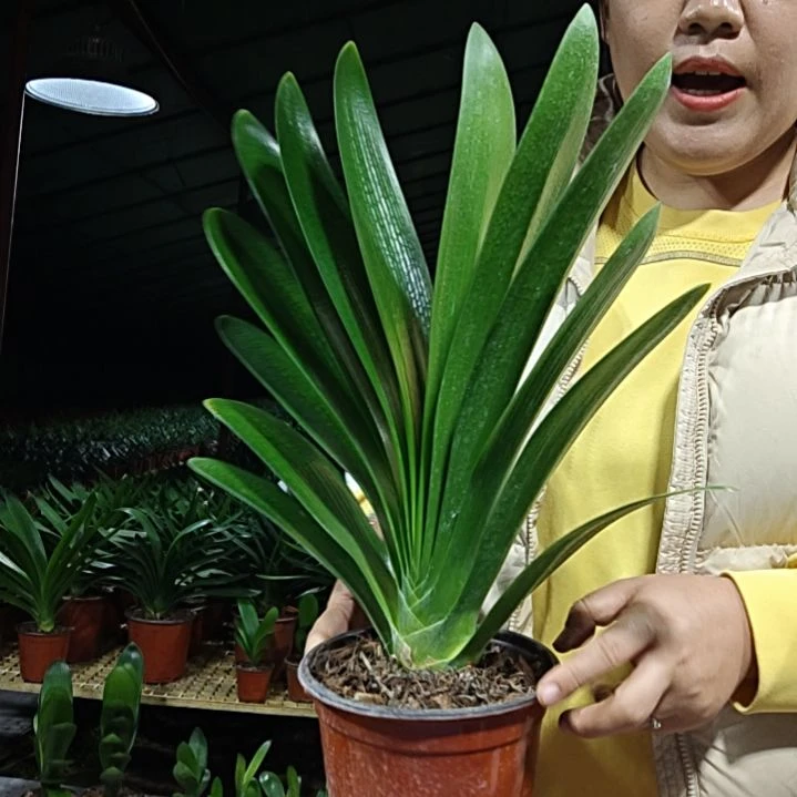 永***。无花朵永远.0      49