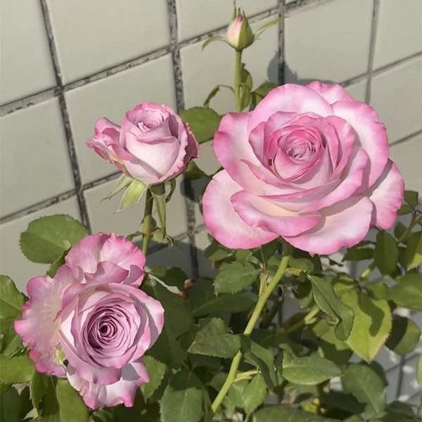 气场玫瑰高脚杯型大切花蓝紫色玫瑰复色玫瑰超新品扦插中苗