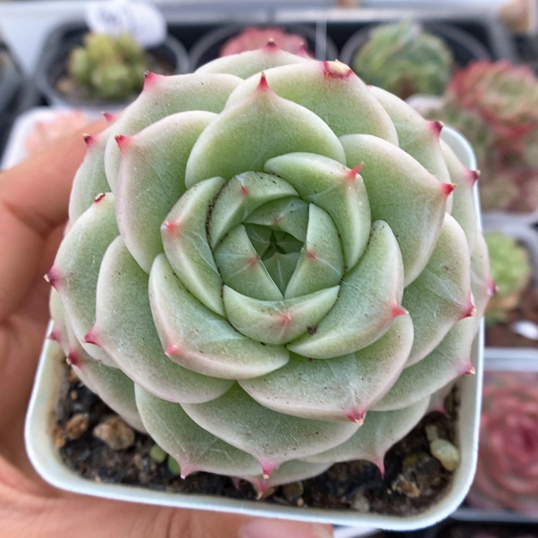 白底麦秆可拍996号。