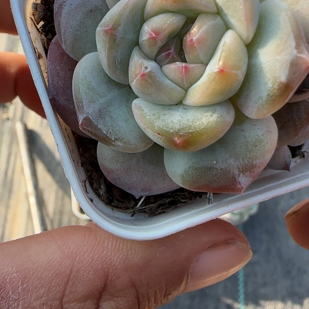 小卡拉米糖心一物一拍