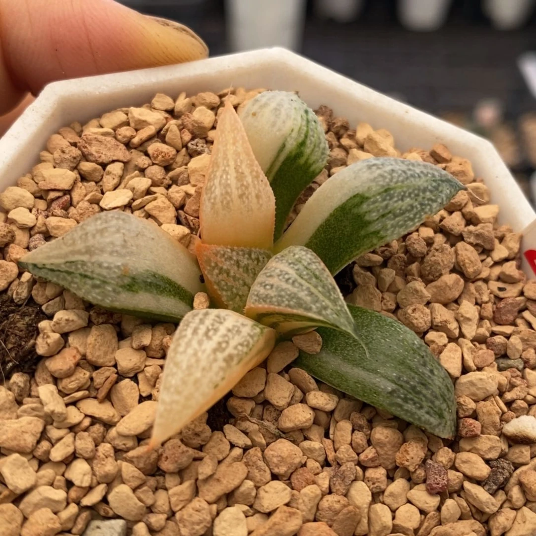 28号特选青蟹锦多肉