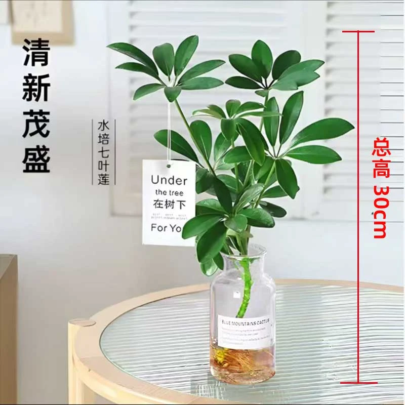 带许愿瓶水培鸭脚木净化空气七叶莲桌面盆栽四季常青水培绿植1棵