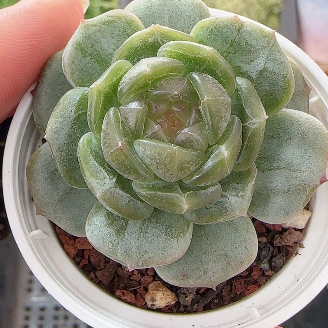 多肉1007--352白恋