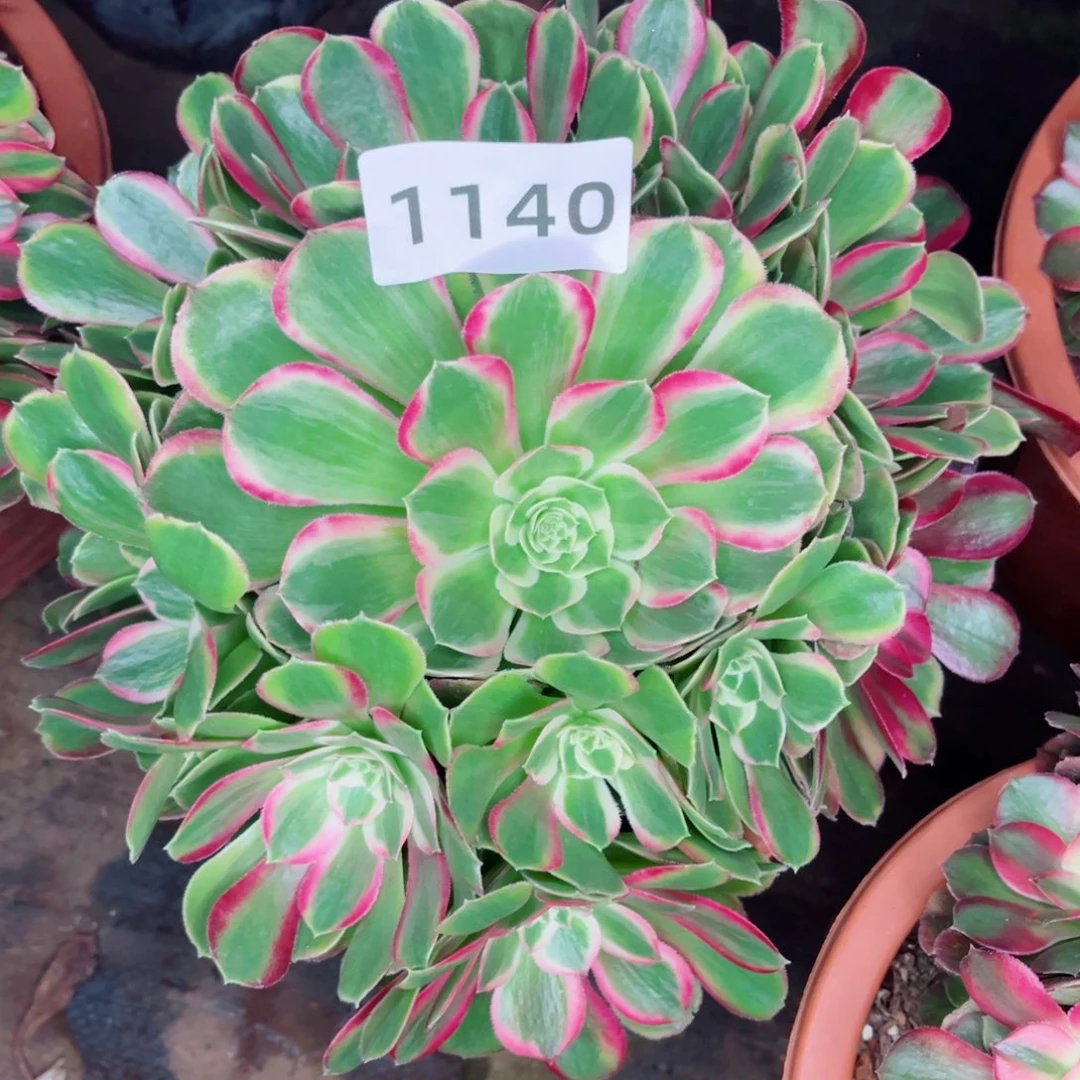 孔雀翎开播福利多肉