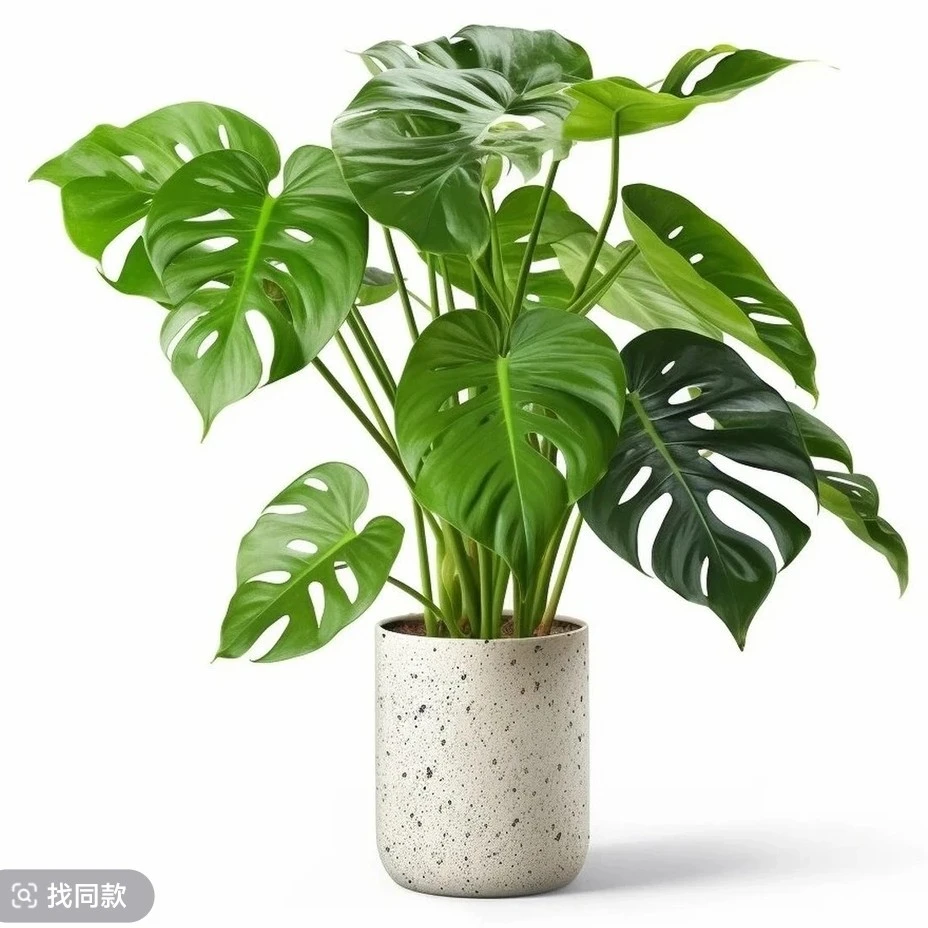 大叶开背龟背竹盆栽室内客厅绿植土培水培净化空气四季常青