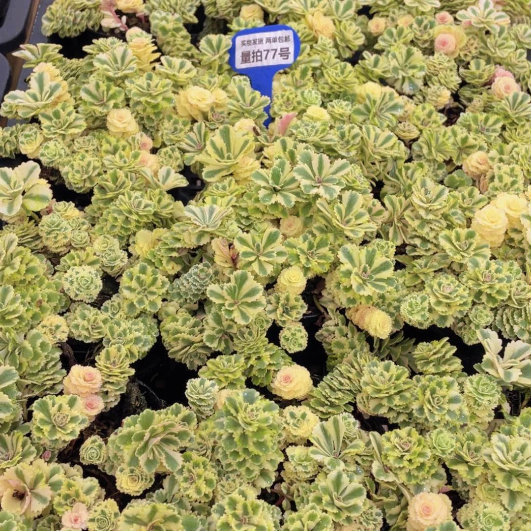 量拍77号 亚特兰蒂斯锦一盆