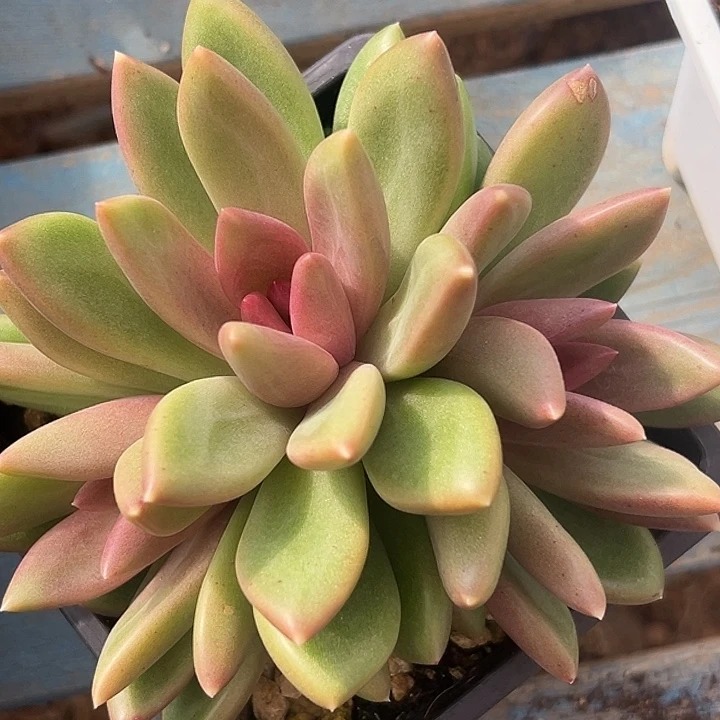 美人大群特价一物一拍