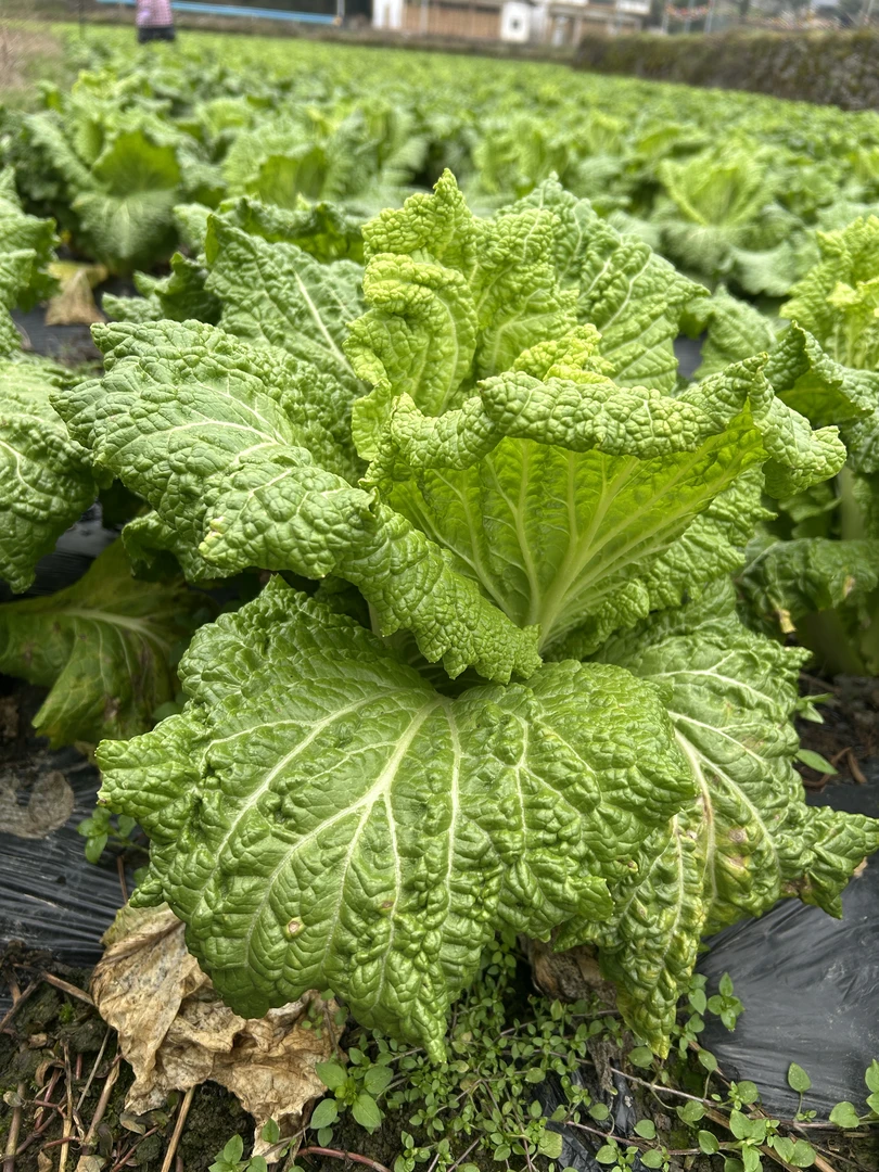 贵州高山农家青口白
