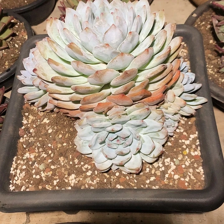 美肉特价活动开始啦