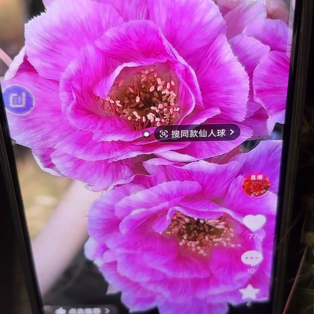 丽花绒花三公分无根侧牙20包邮2
