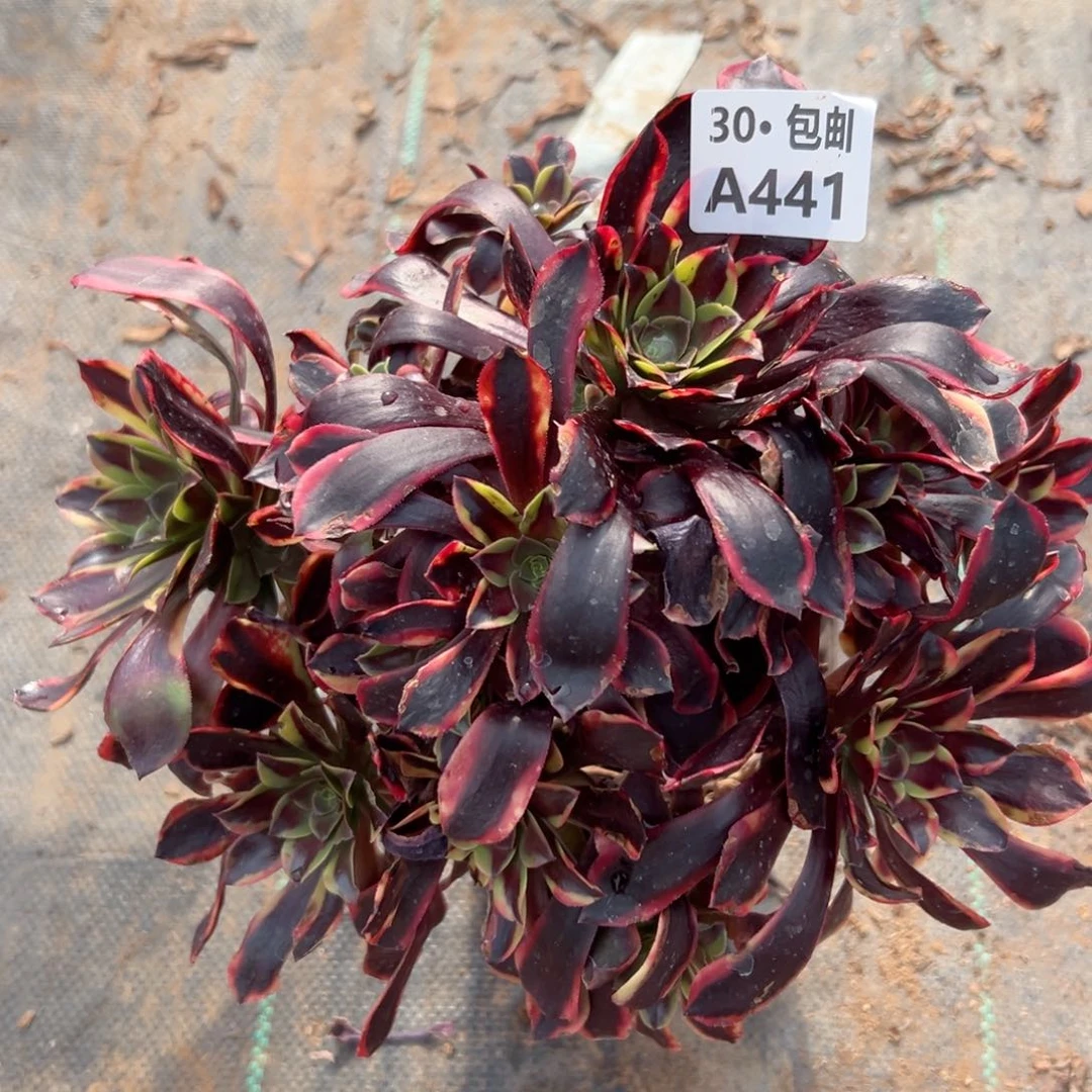 441欧嘉多肉法师不包侧枝