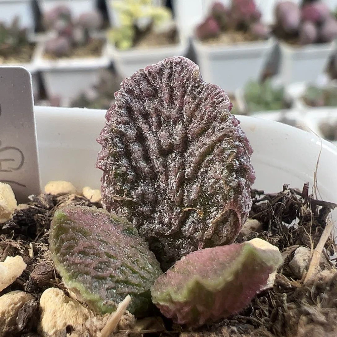茶 大鱼海棠多肉植物