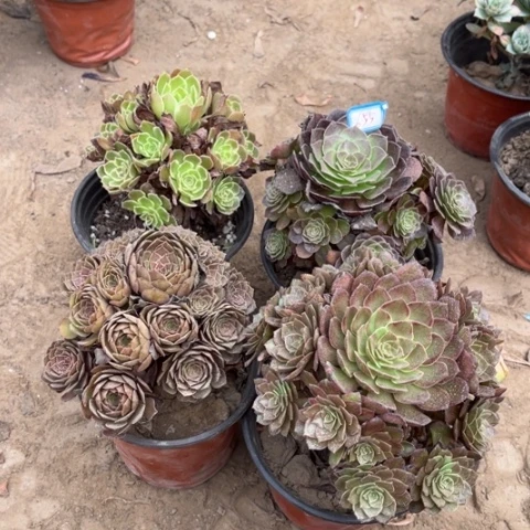 655多肉植物组合，
