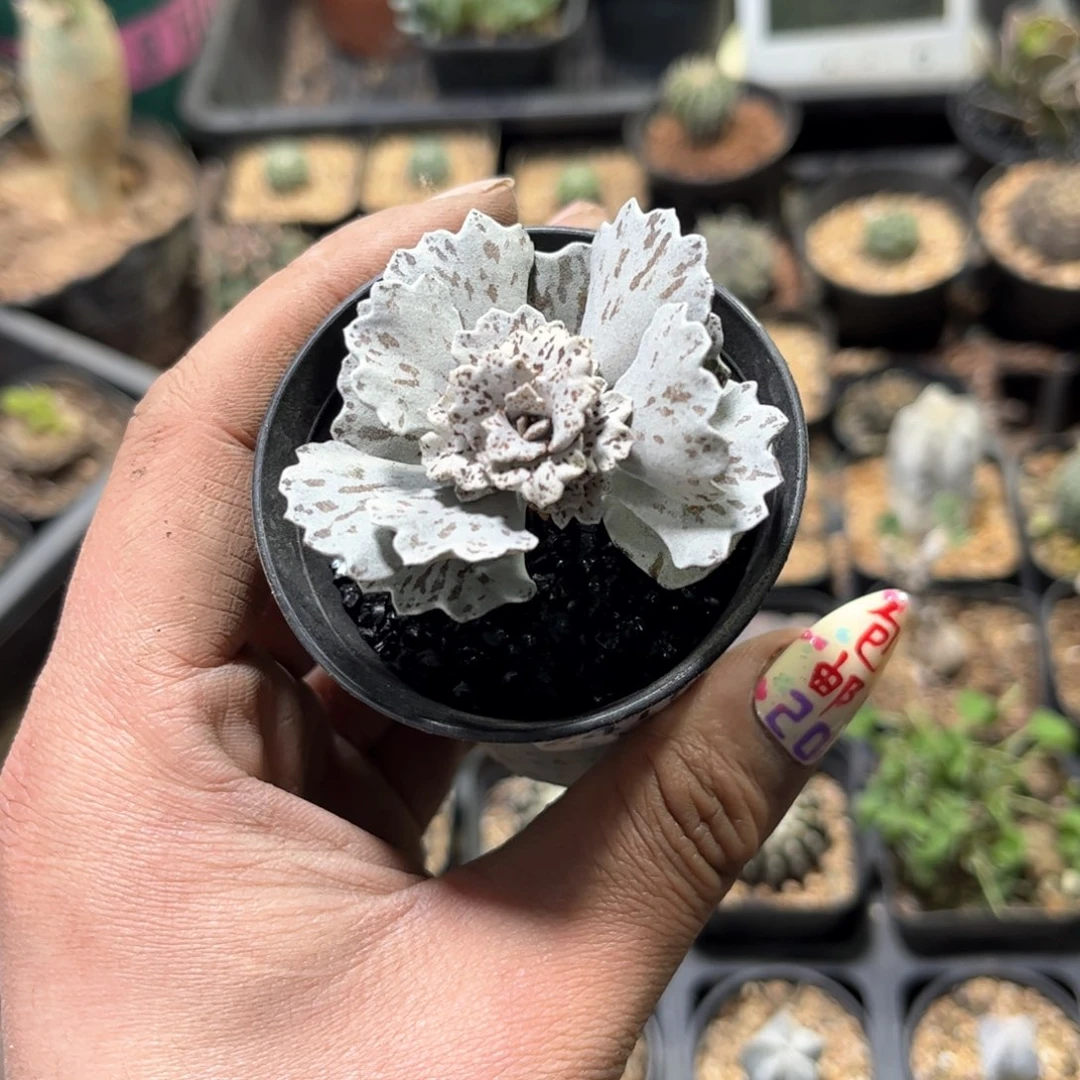 桐24178一物一拍单头发货