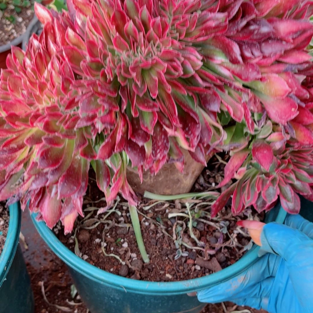 多肉植物728女神