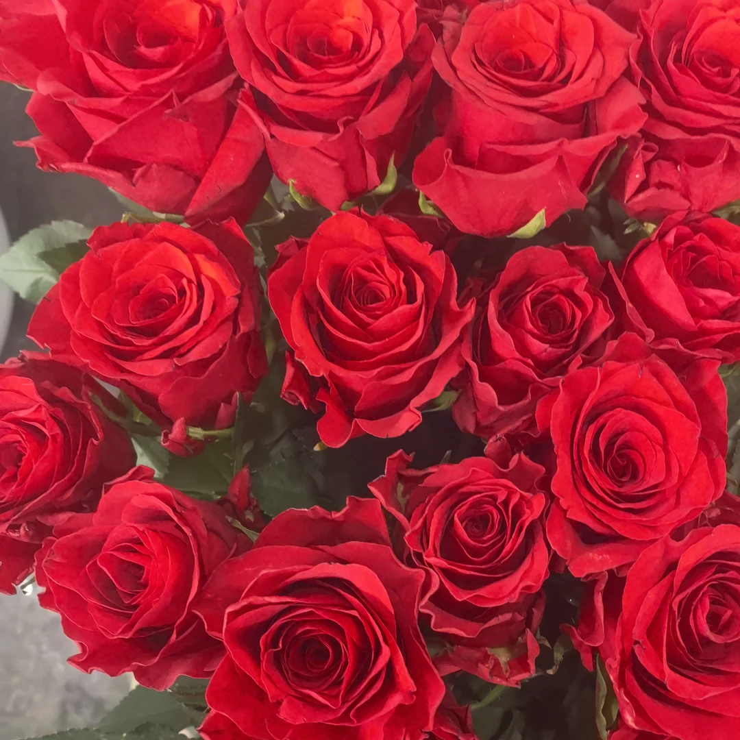 【520花店备货链接】玫瑰配发5个以上品种20扎（高原红，卡布，洛神等）