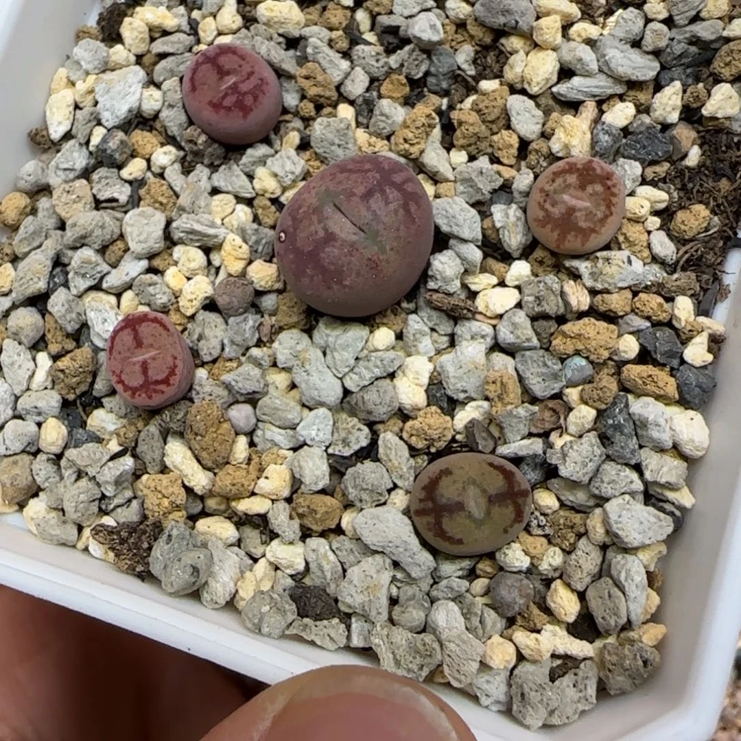多肉植物一盆毛杂墨