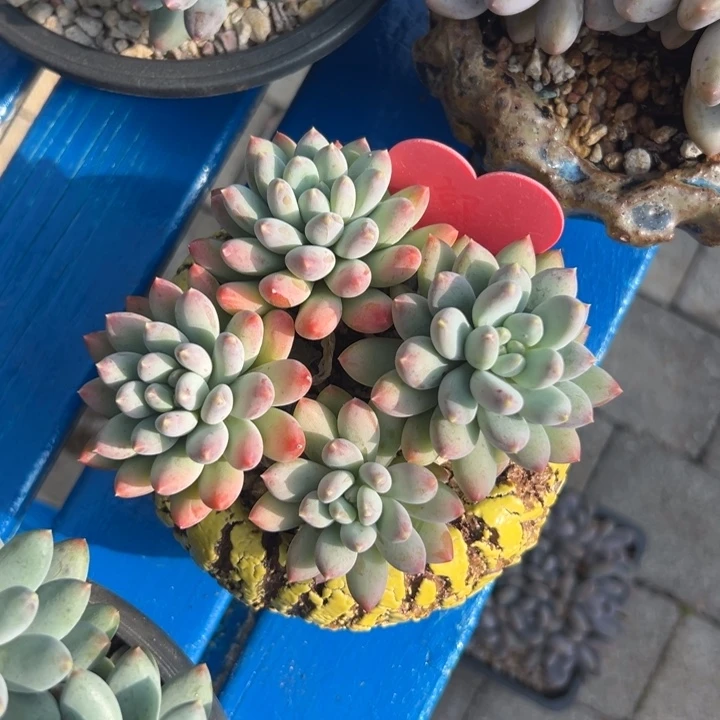 好***莲多肉植物一物一拍