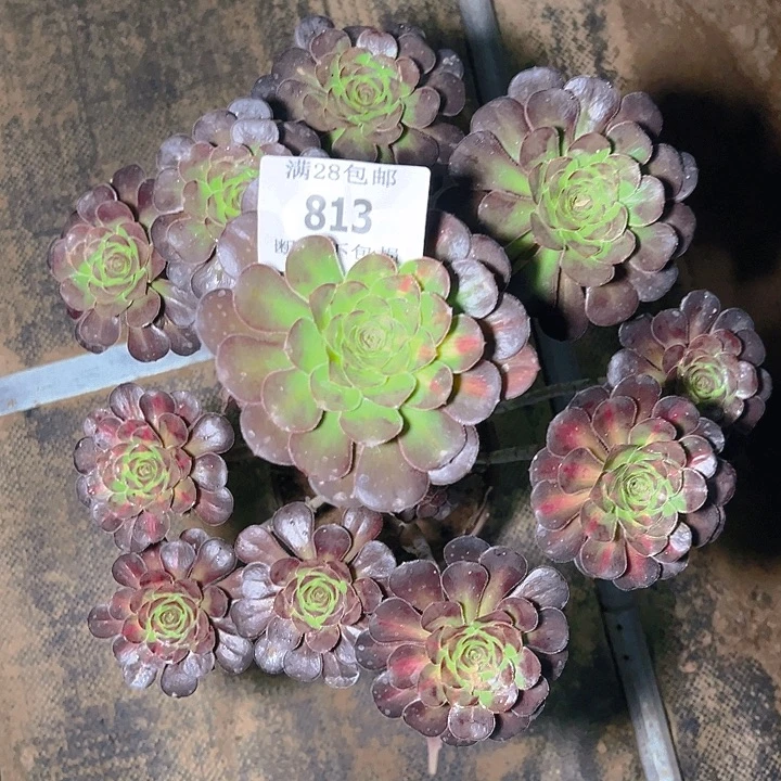 813晚霞多肉植物保护