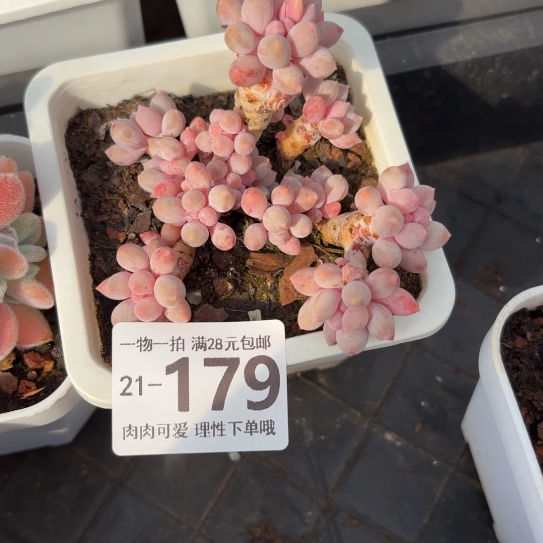 婴儿手指无盆土发货呀