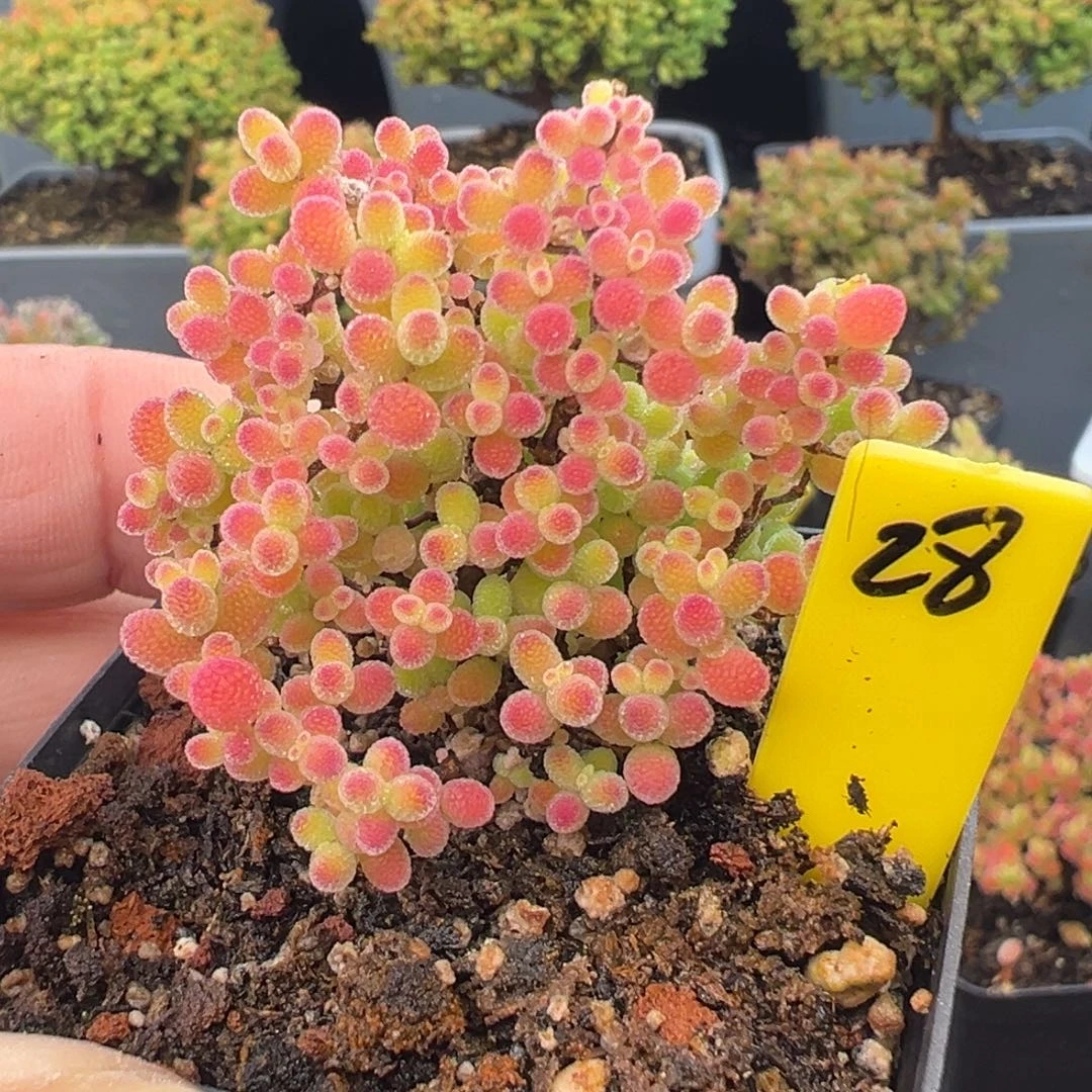 蜜橘糖球28号5.5cm盆