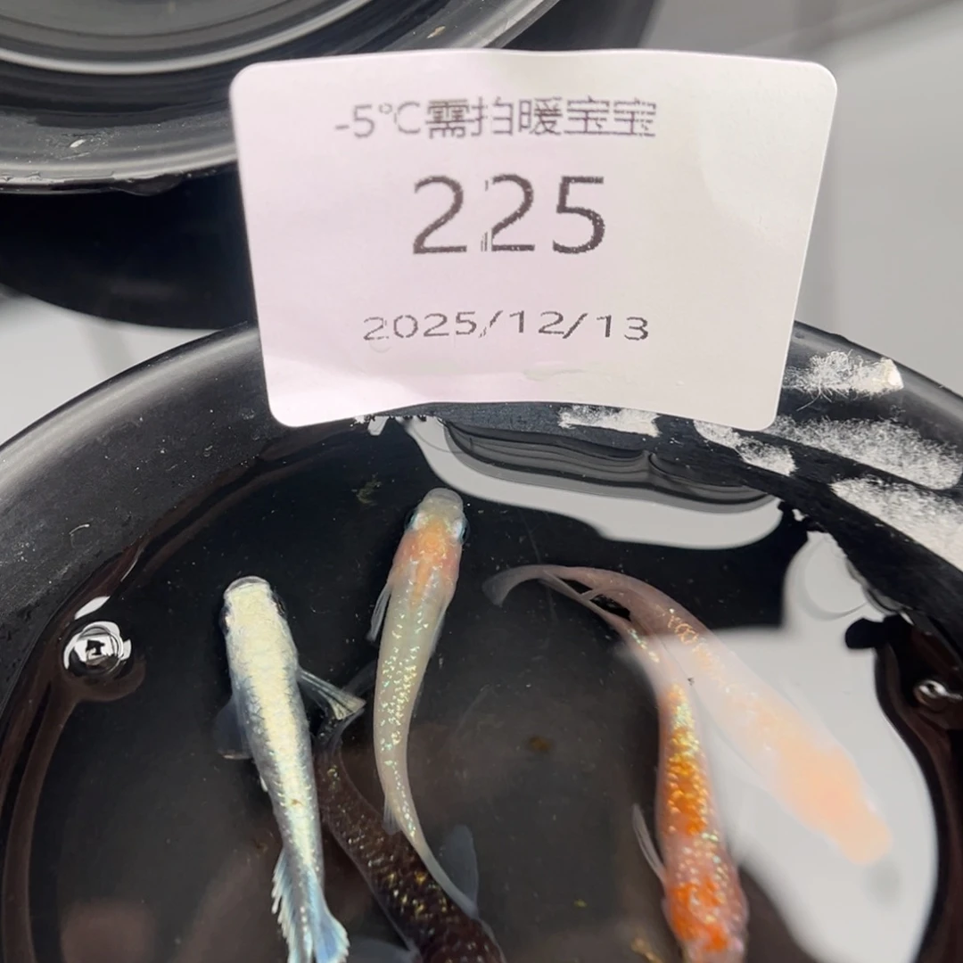 青鳉鱼225混搭5尾