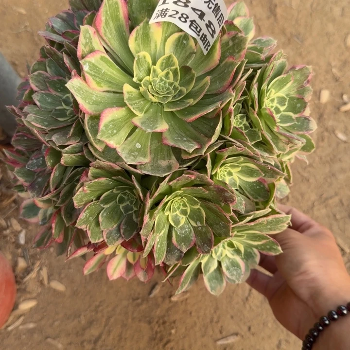 1848一号棚水蜜桃A