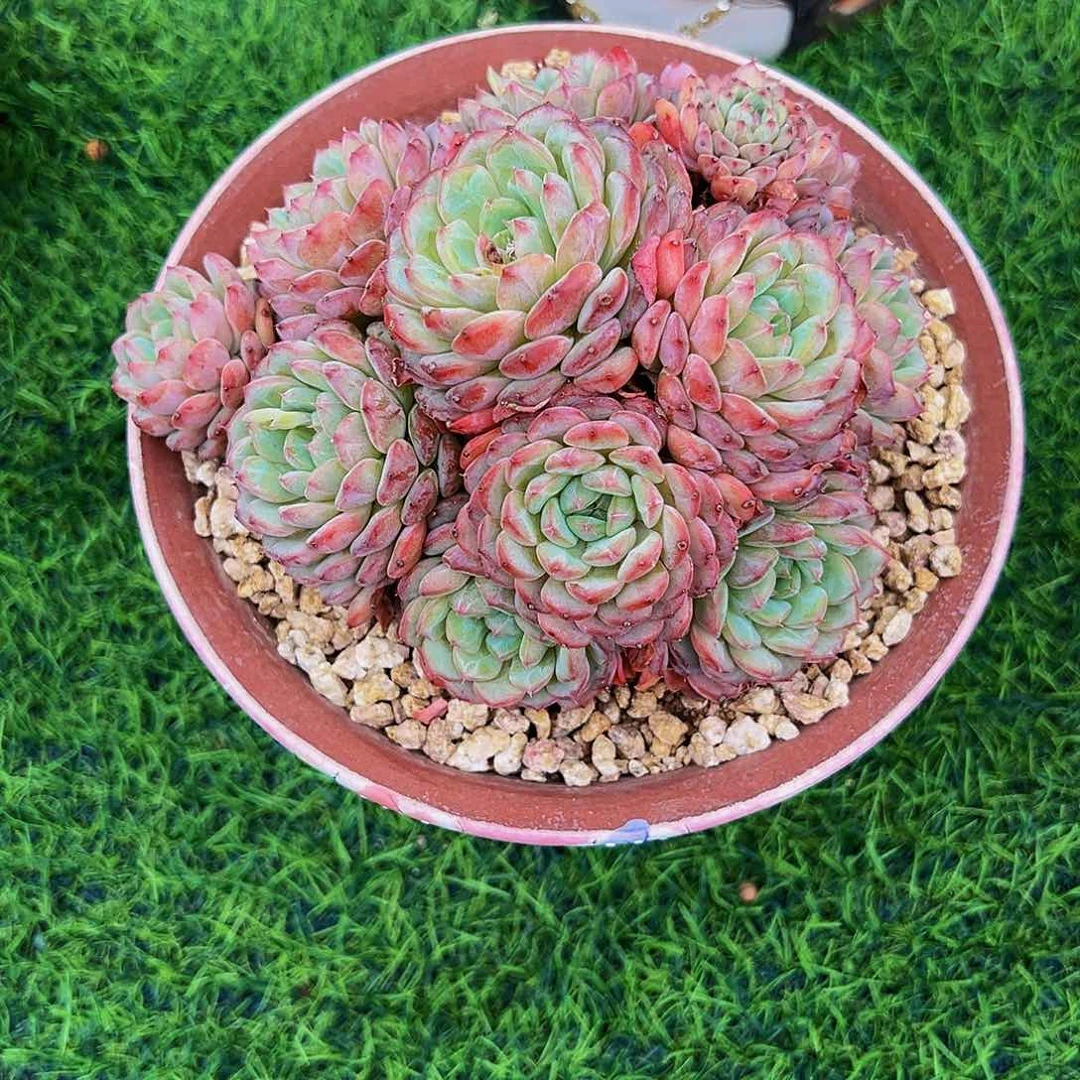 白胖子111111111111