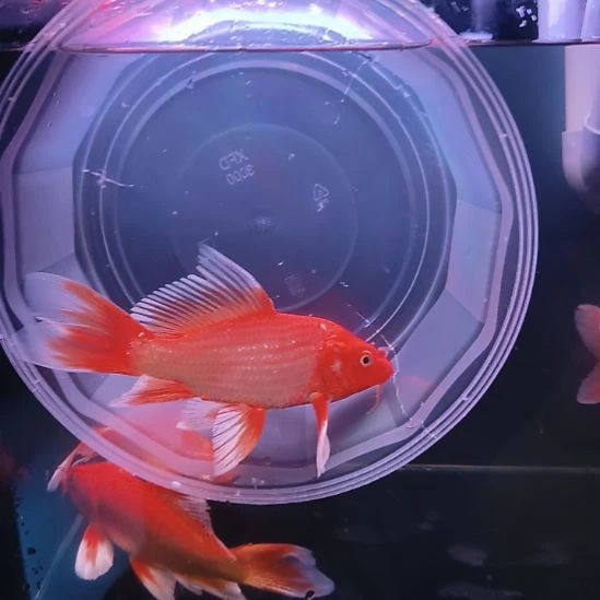 海水鱼红色普身蝴蝶鲤