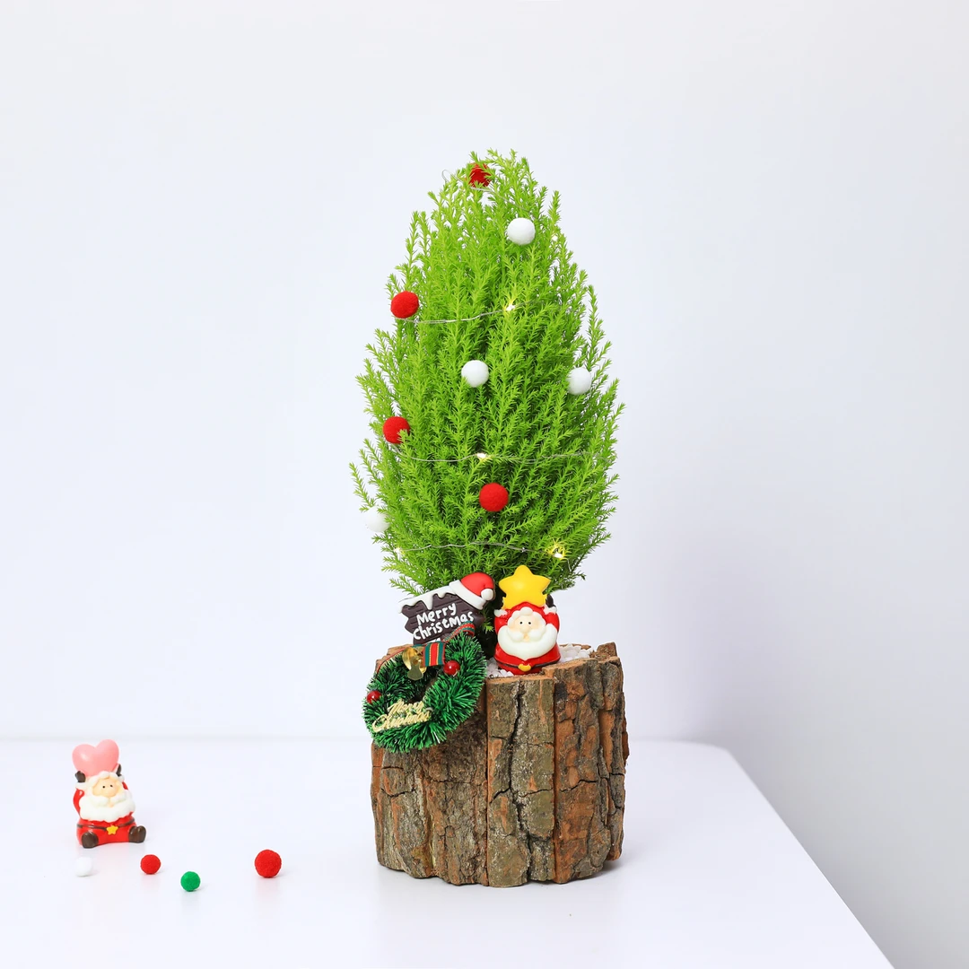 【圣诞礼物】小香松盆栽圣诞室内办公桌面绿植装饰品节日送人礼物