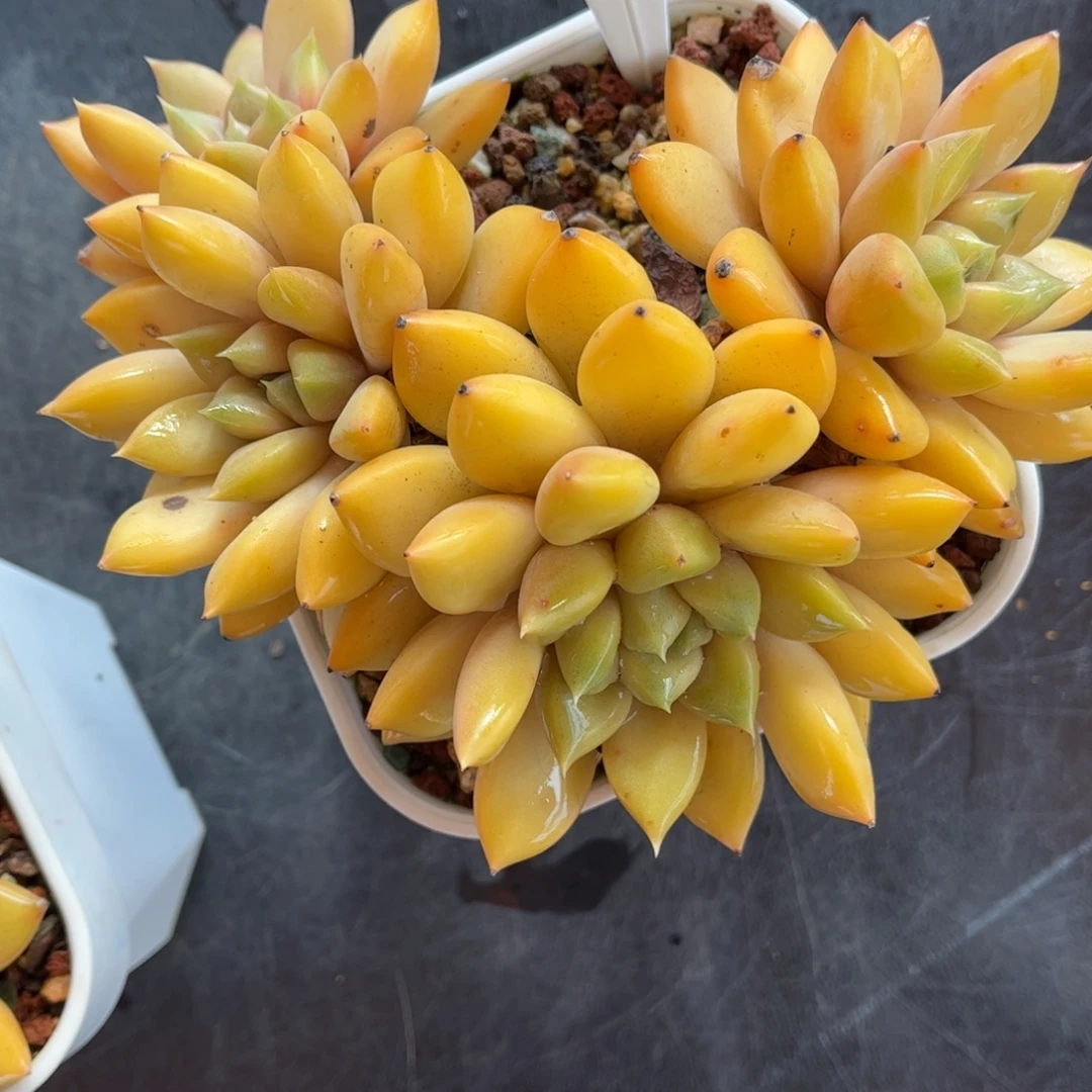 多***晴多肉植物0488 满30包邮