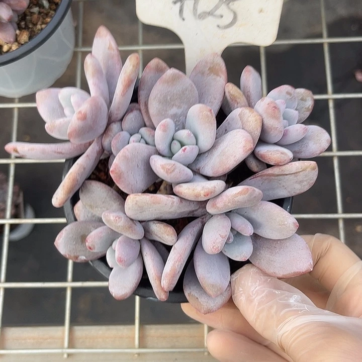 两单包邮，一物 一拍粉兔125