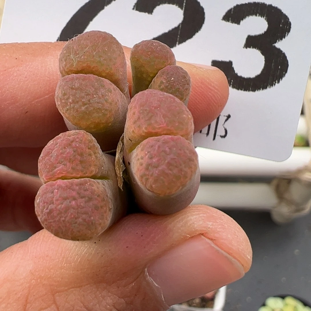 向**开4.25好看多肉脱土发货723