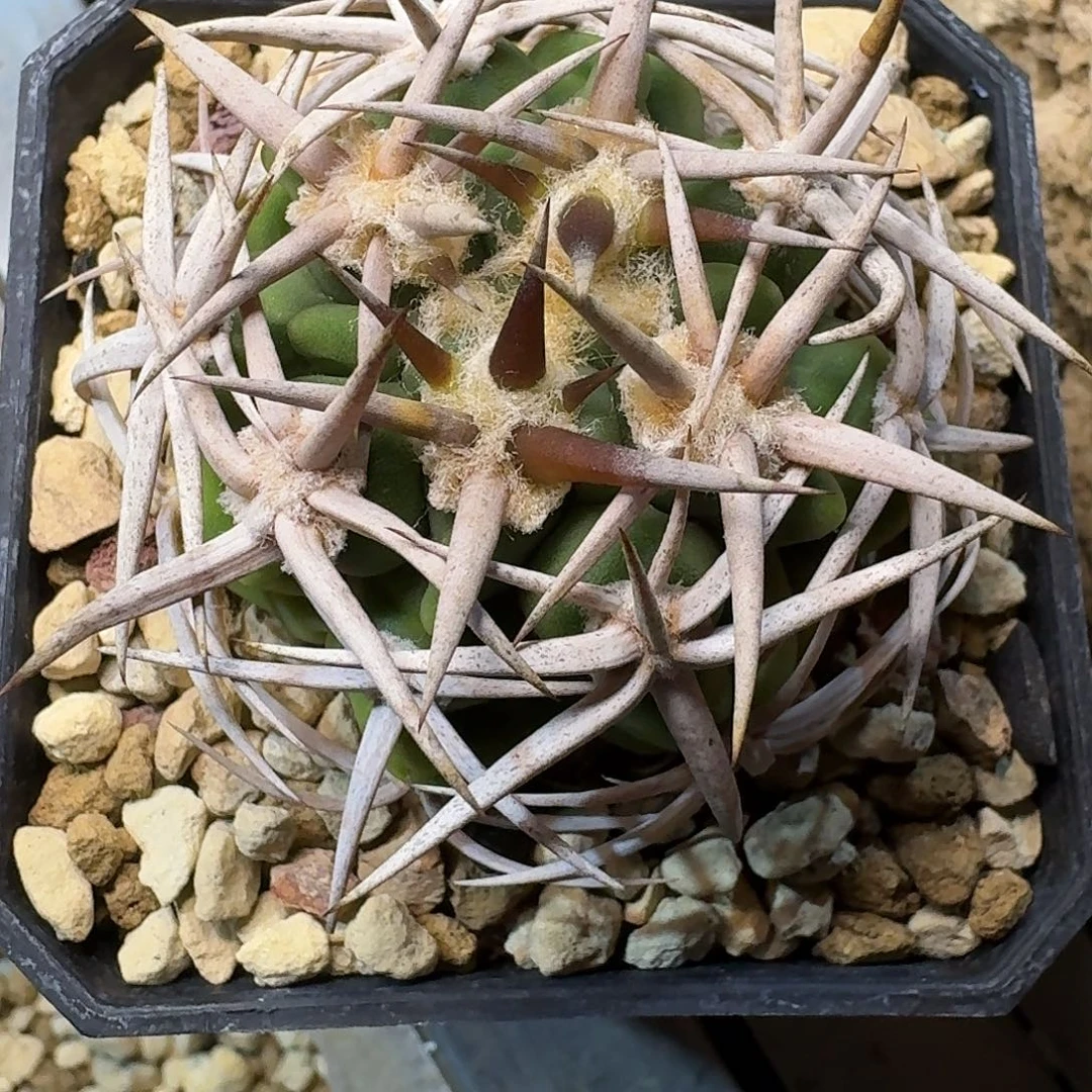 直播间，福利，抓专拍，