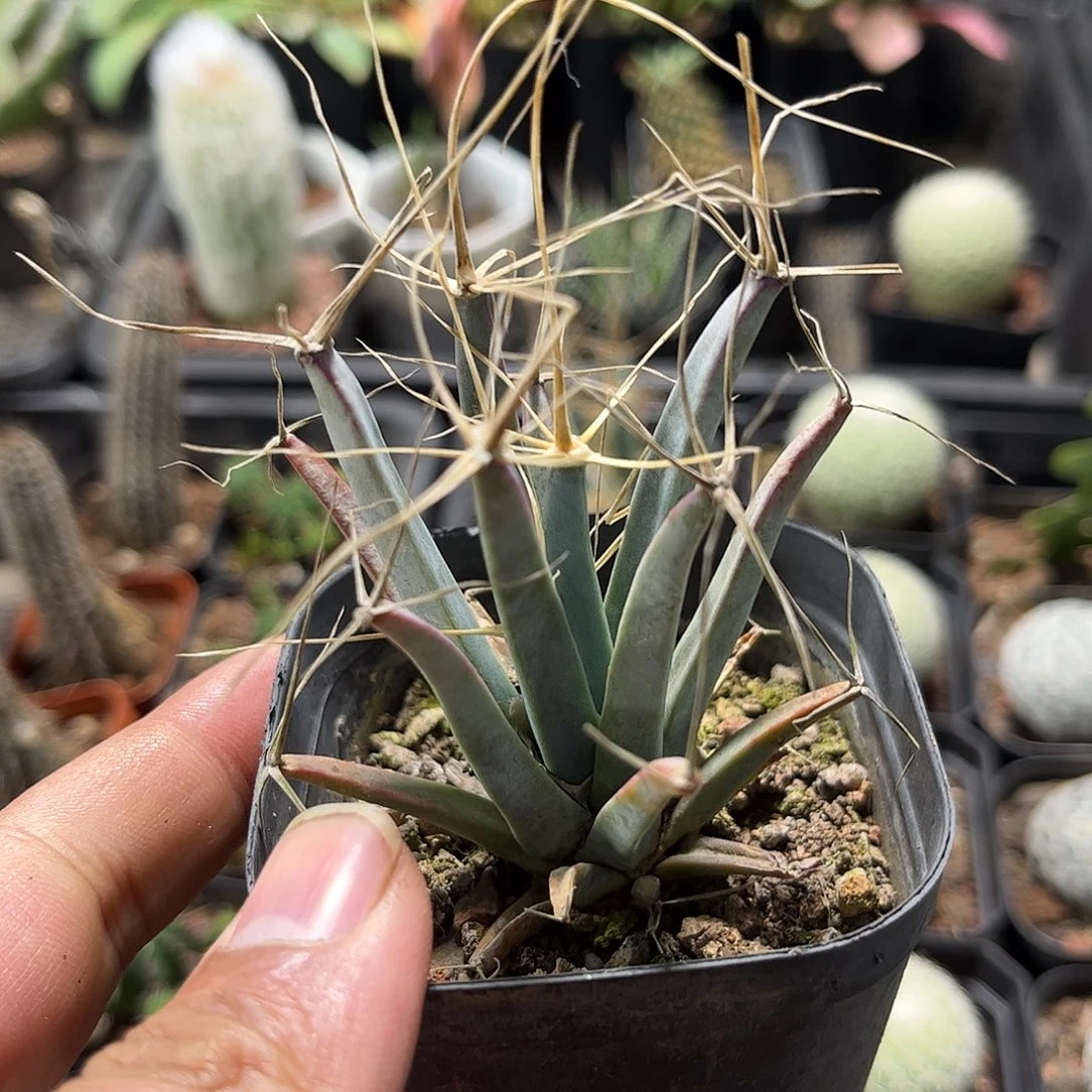 单头光山单头发货单头发